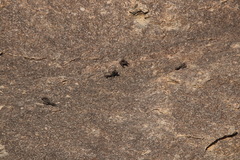 Ptyonoprogne concolor