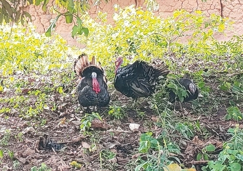 Domestic Turkey