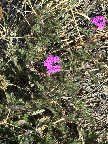 Chiricahua Mountain mock vervain (Glandularia chiricahensis)