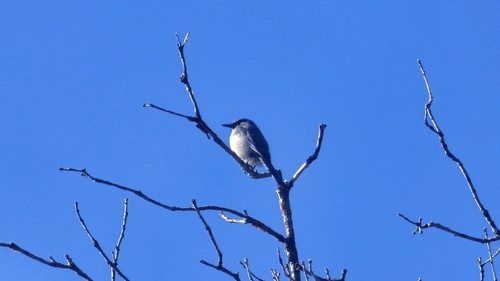 Woodhouse's Scrub Jay (Aphelocoma woodhouseii), photo 6
