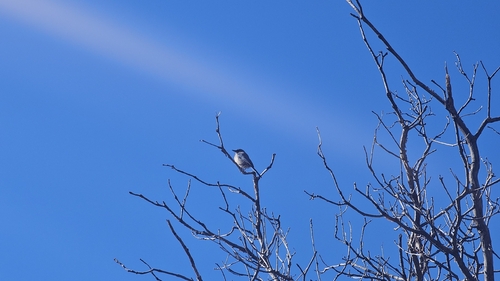 Woodhouse's Scrub Jay (Aphelocoma woodhouseii), photo 7