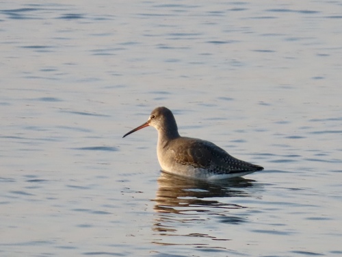 Spotted Redshank (Tringa erythropus), photo 7