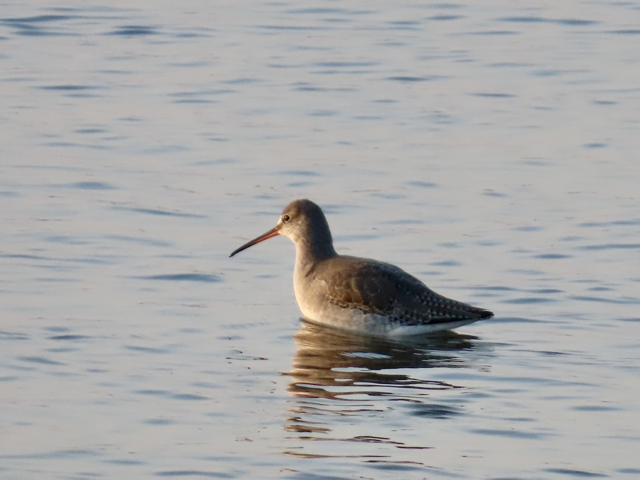 Spotted Redshank (Tringa erythropus), photo 10