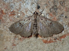 Palpita arsaltealis