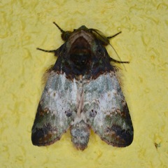 Disphragis editha