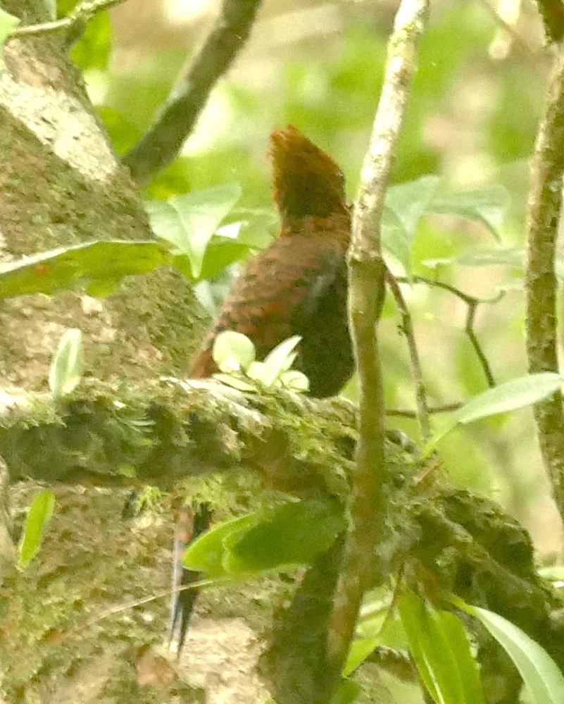 Variable Woodpecker (Celeus undatus), photo 4