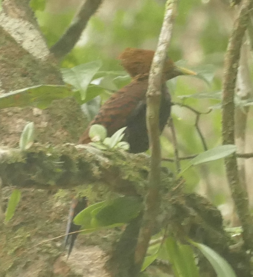 Variable Woodpecker (Celeus undatus), photo 3