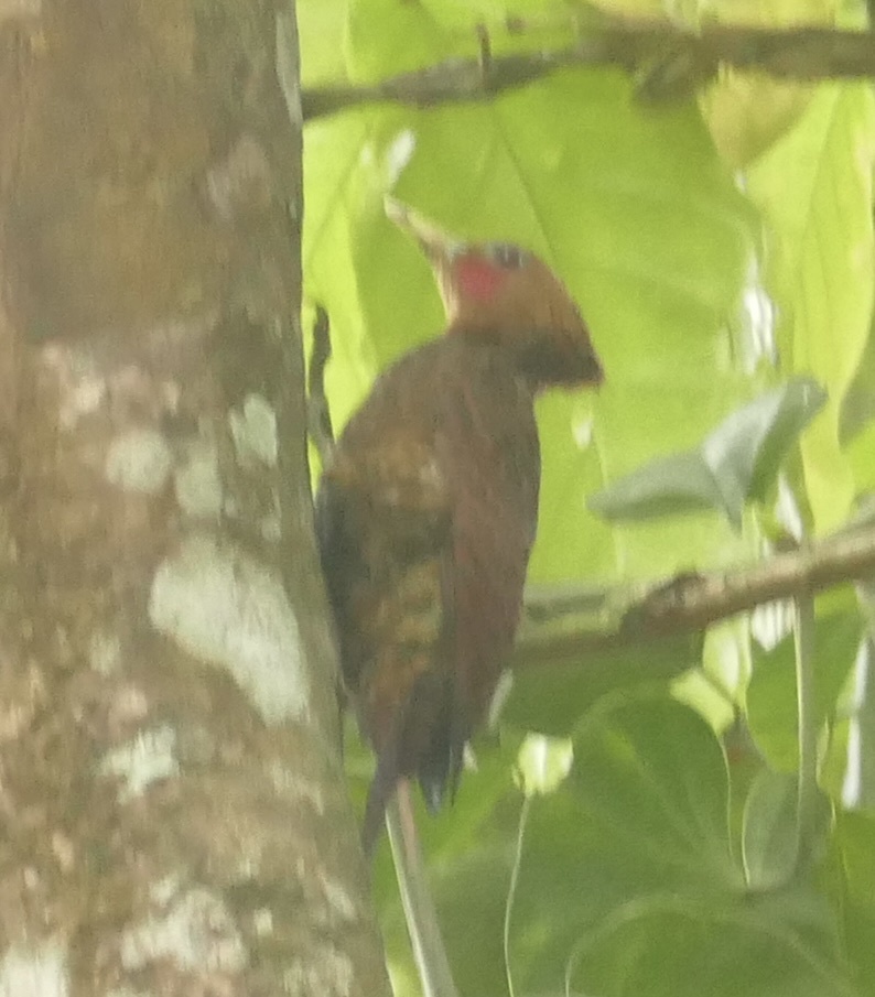 Variable Woodpecker (Celeus undatus), photo 5