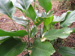 Goeppertia pachystachya