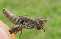 Chorthippus macrocerus
