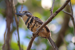 Two-Banded Puffbird photo 2