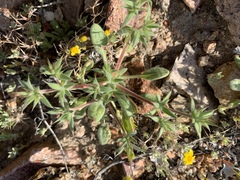 Chorizanthe spinosa