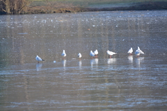 Chroicocephalus ridibundus