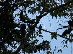 Trogon viridis