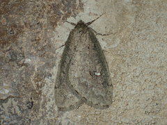 Paleacrita merriccata