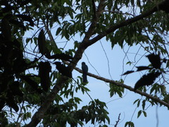 Trogon viridis