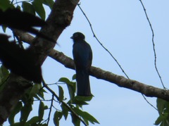Trogon viridis