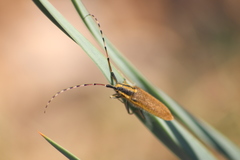 Agapanthia asphodeli