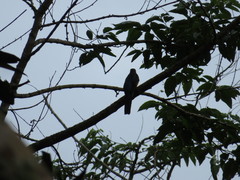 Trogon viridis