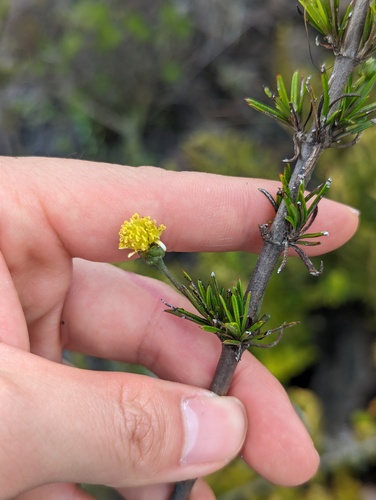 romerillo (Trigonopterum laricifolium)