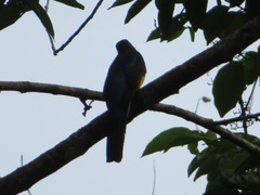 Trogon viridis