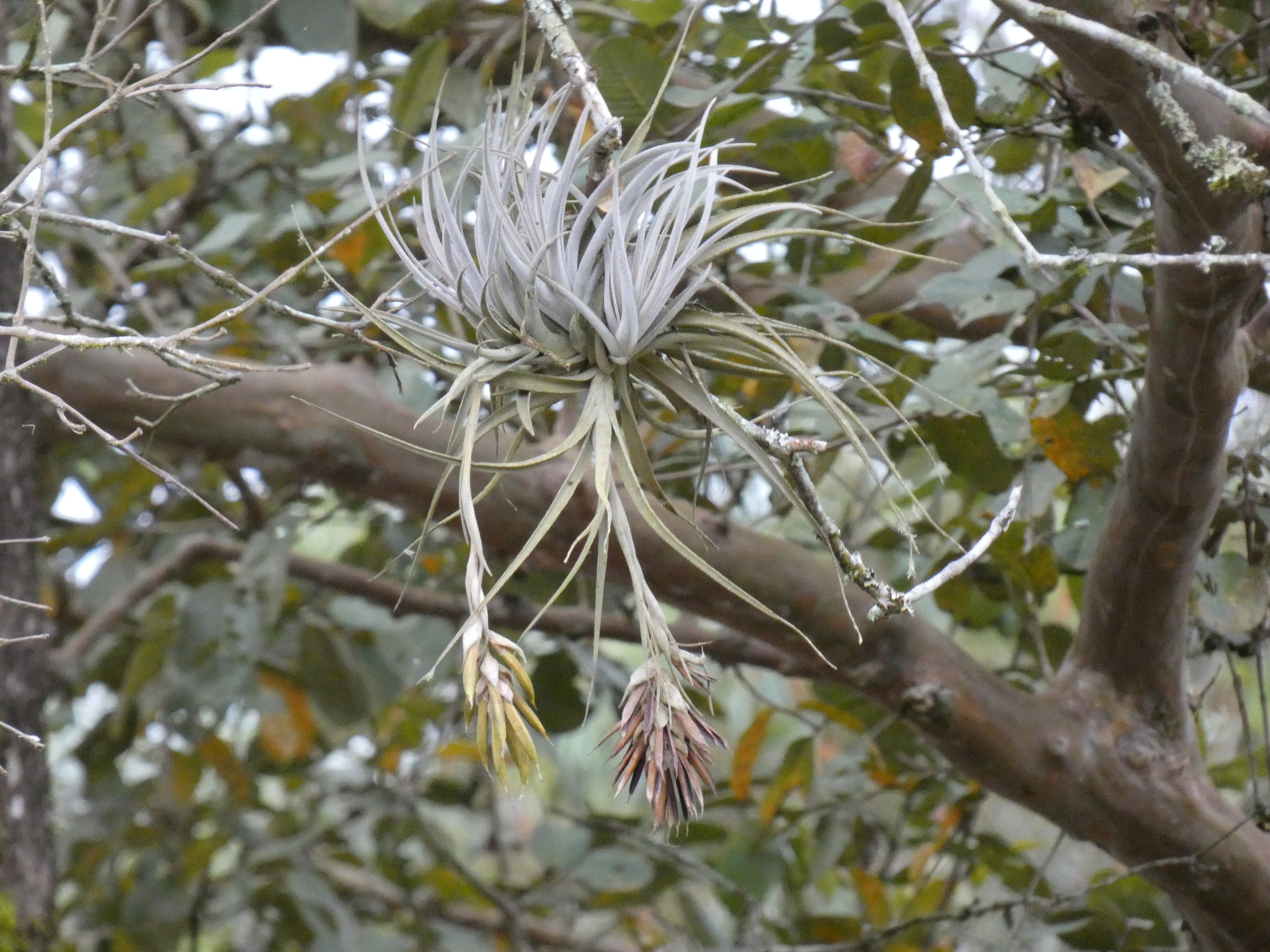 Tillandsia pohliana