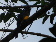 Trogon viridis