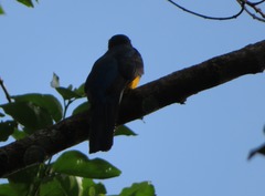 Trogon viridis