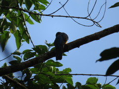 Trogon viridis
