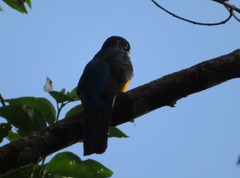 Trogon viridis