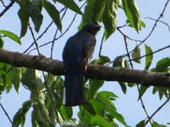 Trogon viridis