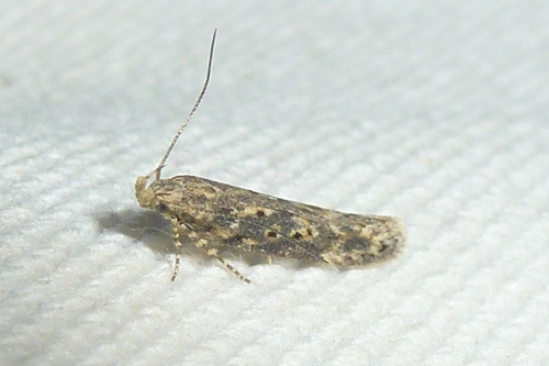 beet moth