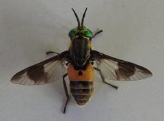 Chrysops viduatus