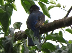 Trogon viridis