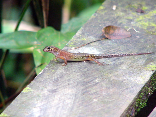 Sarawak Forest Skink, Sphenomorphus haasi