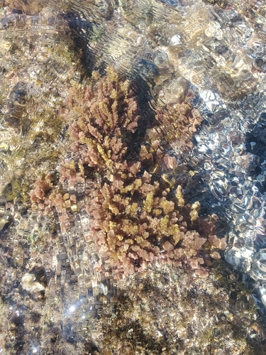 Asparagopsis taxiformis observed 2026-01-20