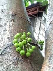 Ficus variegata