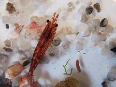 Neocaridina denticulata