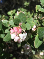 Arctostaphylos pajaroensis