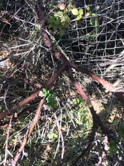 Arctostaphylos pajaroensis