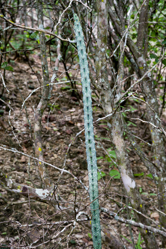 Cereus spegazzinii