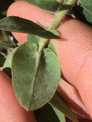 Arctostaphylos pajaroensis