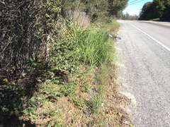 Arctostaphylos pajaroensis