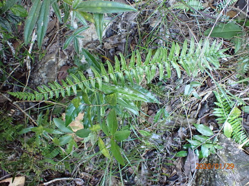 Goniopteris retroflexa