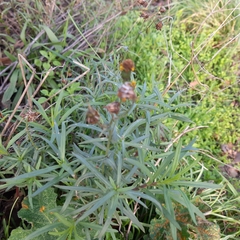 Senecio inaequidens