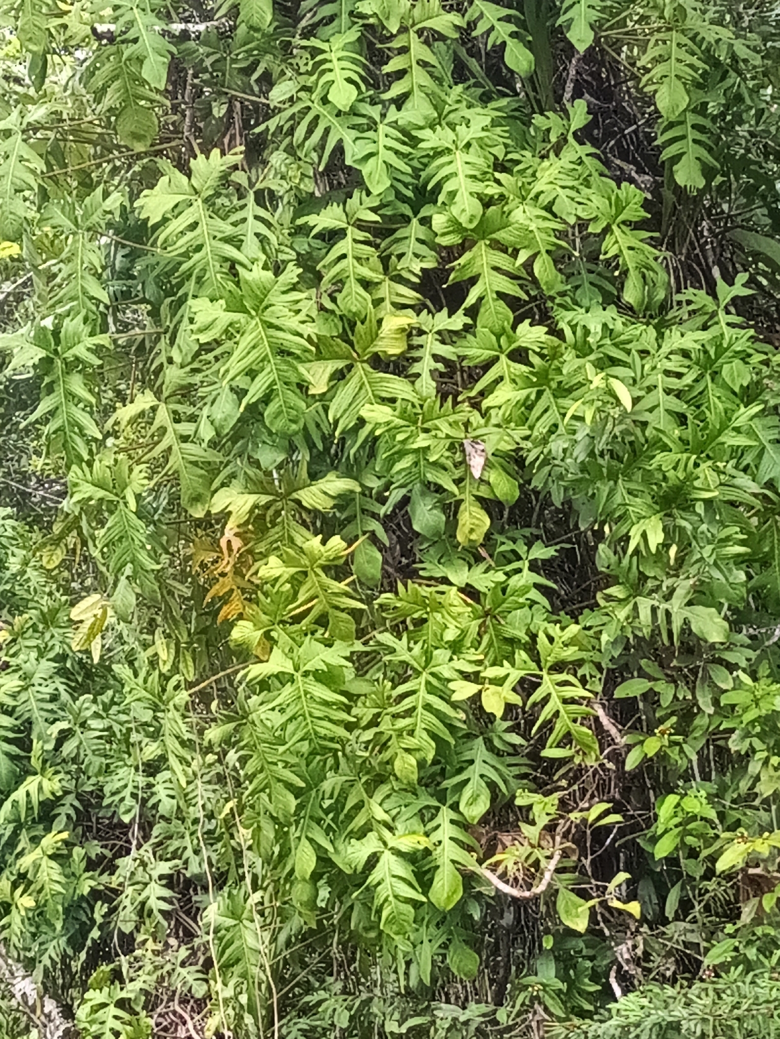 Philodendron Pedatum