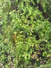 Philodendron Pedatum (Philodendron pedatum)
