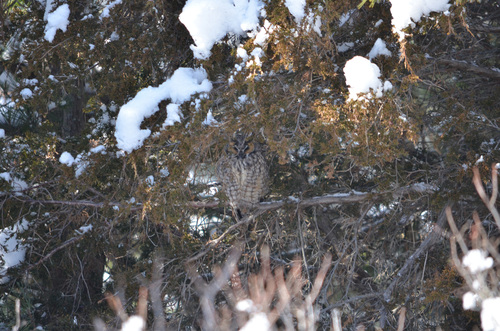View observation of {o.common_name} on iNaturalist