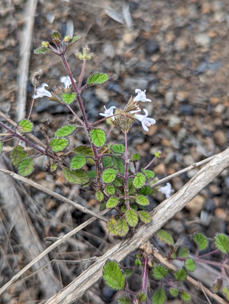 Mesosphaerum gymnocaulon