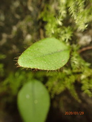Microgramma piloselloides